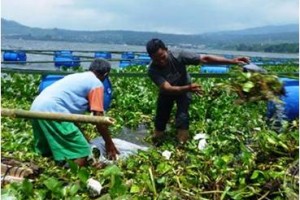 Waduk Darma dipenuhi Eceng Gondok